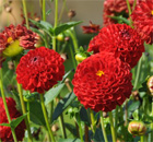die Schwester der Königin unter den Blumen im Garten die Schwester der Königin unter den Blumen im Garten